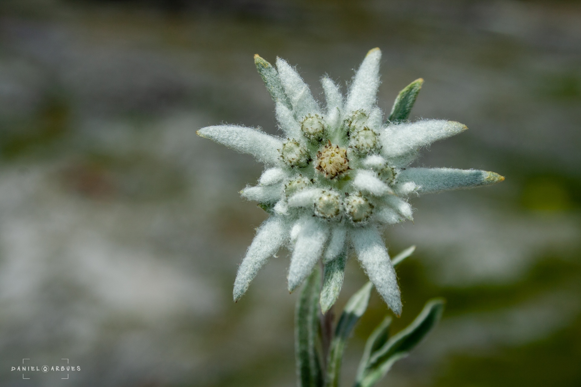 Flor de nieve Leotopodium alpinum