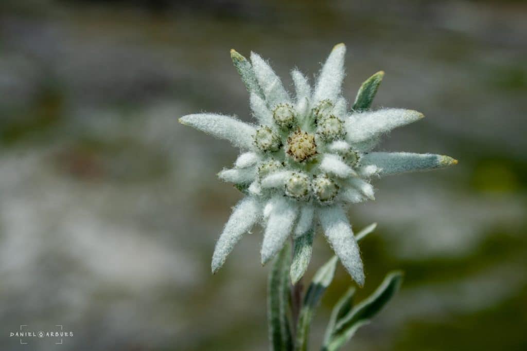 Edelweiss Flower - Leotopodium alpinum
