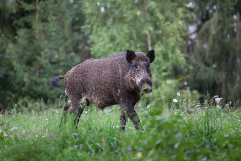 the boar - Spain Natural Travel