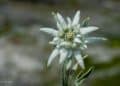 Flor de nieve Leotopodium alpinum - Spain Natural Travel