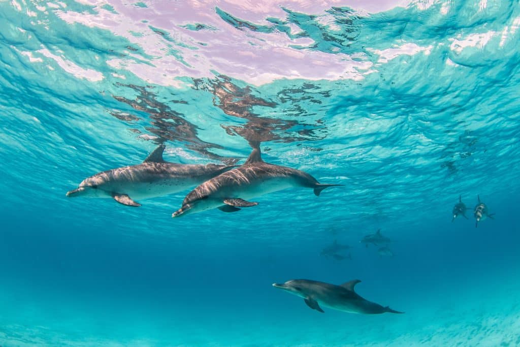 beautiful shot cute dolphins hanging out underwater bimini bahamas - Spain Natural Travel