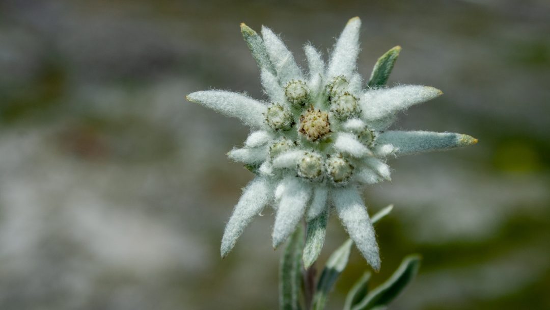 Flor de nieve Leotopodium alpinum